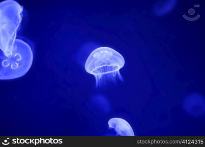 Moon jellyfish over blue water Aurelia Aurita