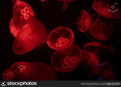 Moon jellyfish underwater with red light over dark background.