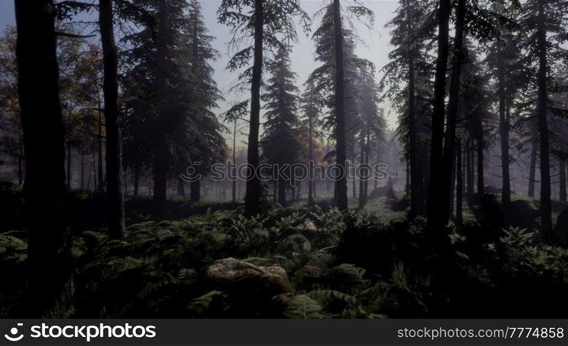 moon light over the spruce trees of magic mystery night forest