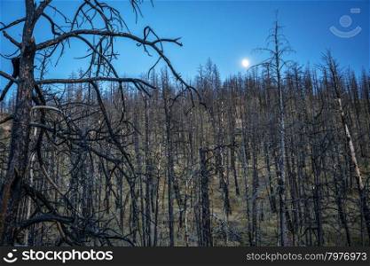 Moon over pine tree forest burned by 2012 Hewlett Gulch Wildfire at Greyrock near Fort Collins, Colorado