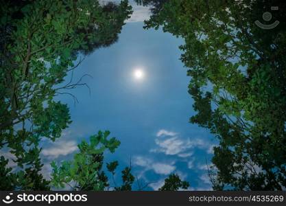 Moon through tree leaves at night at clear dark sky