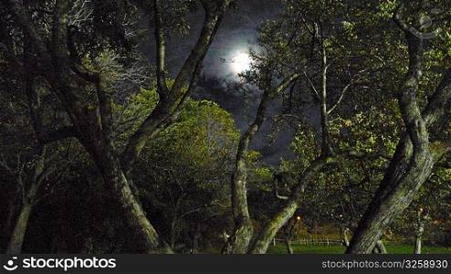 Moonlit sky through forest trees.