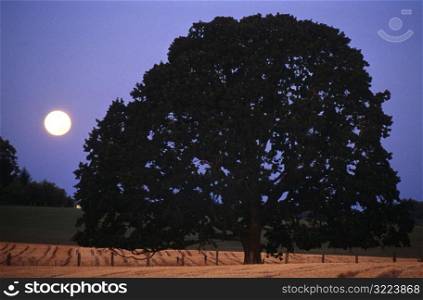 Moonrise Behind Tree