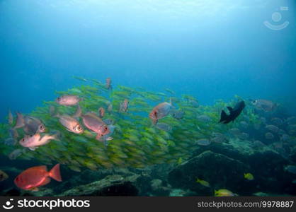Moontail Bullseye or Crescent-Tailed Bigeye  Priacanthus hamrur , with a school of yellow snappers in the background. Seychelles
