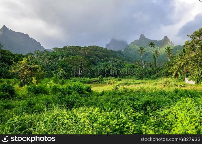 Moorea island jungle and mountains landscape. French Polynesia. Moorea island jungle and mountains landscape