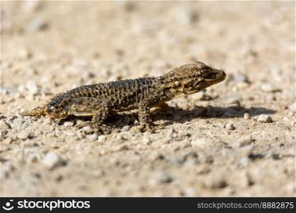 Moorish gecko (Tarentola mauritanica) on the ground, with his tail cut off, on the island of Mallorca