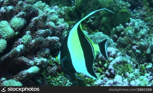 Moorish idols, Halfterfisch (Zanclus cornutus), am Korallenriff.