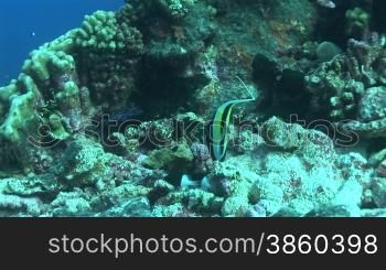 Moorish idols, Halfterfisch (Zanclus cornutus), am Korallenriff.