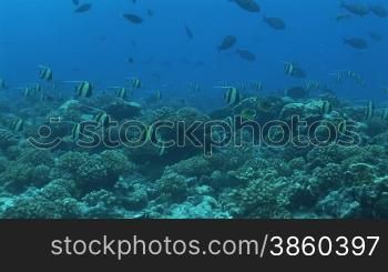 Moorish idols, Halfterfische (Zanclus cornutus), am Korallenriff.