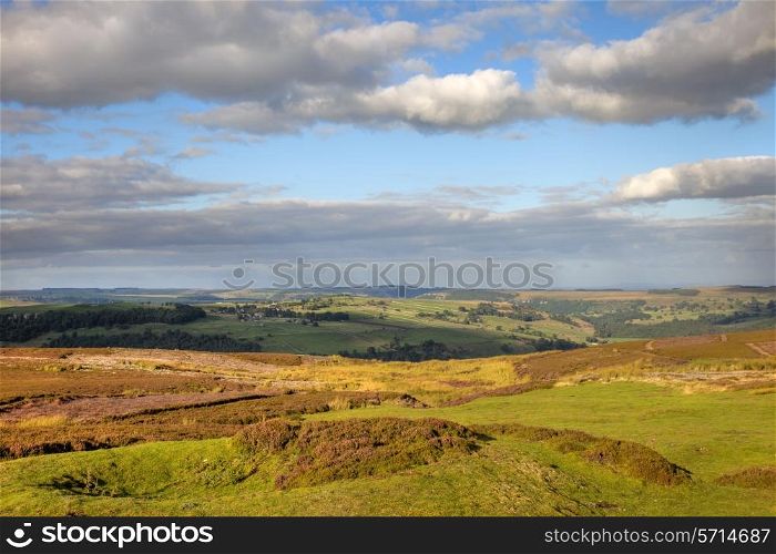 Moorland with heather near Reeth, Yorkshire Dales National Park, England.