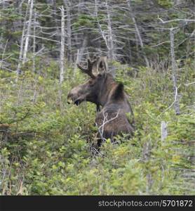 Moose (Alces Alces) standing in a forest, Gros Morne National Park, Newfoundland and Labrador, Canada