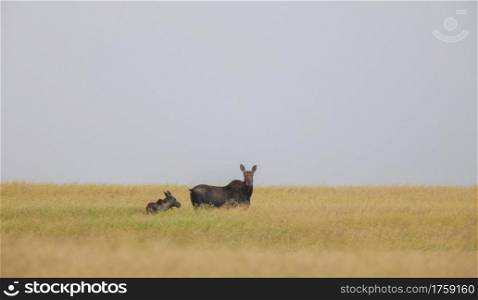 Moose and Baby in a field Saskatchewan Canada