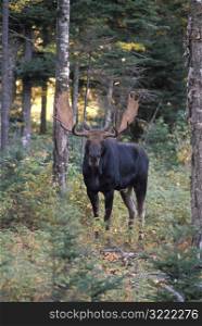 Moose in a New Hampshire Forest