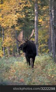 Moose in a New Hampshire Forest