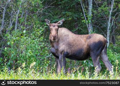Moose in autumn forest. Wildlife nature in USA.