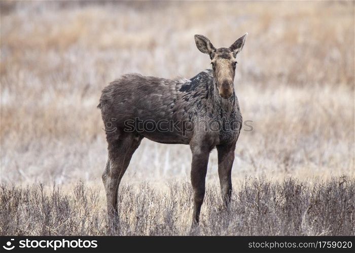 Moose in Saskatchewan Prairie spring time Canada