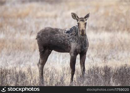 Moose in Saskatchewan Prairie spring time Canada