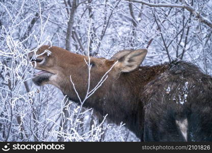 Moose in the Snow in Riding Mountain Provincial Park Canada