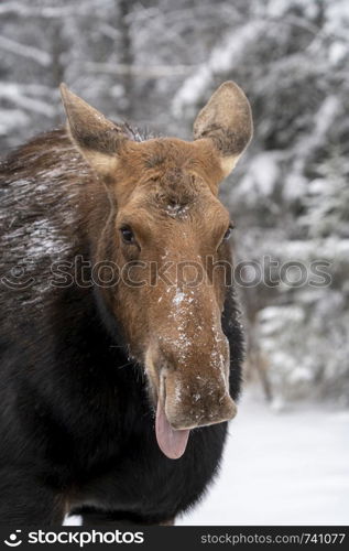 Moose in the Snow in Riding Mountain Provincial Park Canada