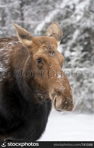 Moose in the Snow in Riding Mountain Provincial Park Canada