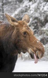 Moose in the Snow in Riding Mountain Provincial Park Canada