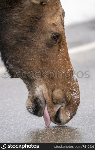 Moose in the Snow in Riding Mountain Provincial Park Canada