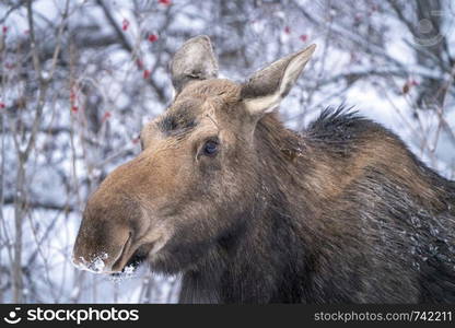 Moose in the Snow in Riding Mountain Provincial Park Canada