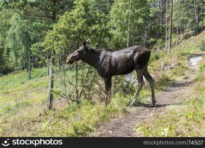 moose or antler in norway forest