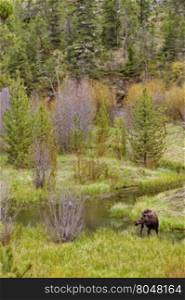 Moose stands in marshy stream along Middle Creek of Shoshone National Forest in Wyoming, USA. Location is off Rt. 16 near Yellowstone National Park. Season is spring in May, 2016.