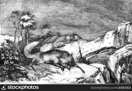 Morals and instinct fox, vintage engraved illustration. Magasin Pittoresque 1841.