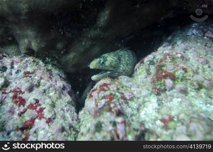 Moray Eel (Gymnothorax Prasinus) fish with its mouth open, Santa Cruz Island, Galapagos Islands, Ecuador