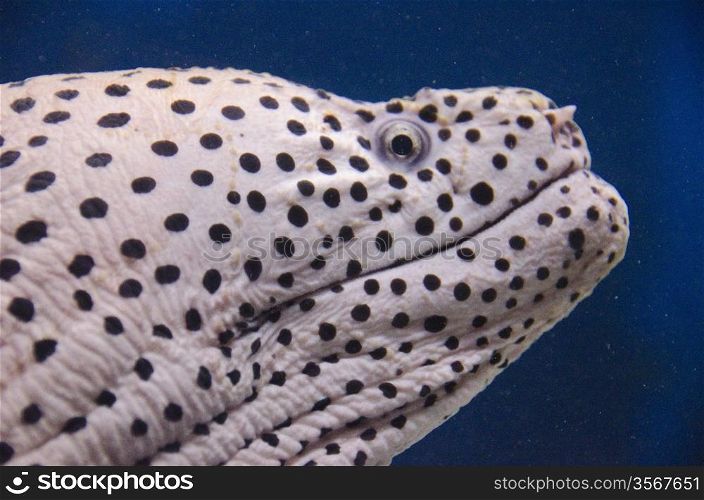 Moray eel. Head of a Moray eel in an aquarium in front of blue background