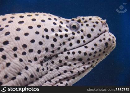 Moray eel. Head of a Moray eel in an aquarium in front of blue background