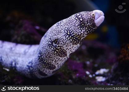 Moray eel in a Moscow Zoo aquarium