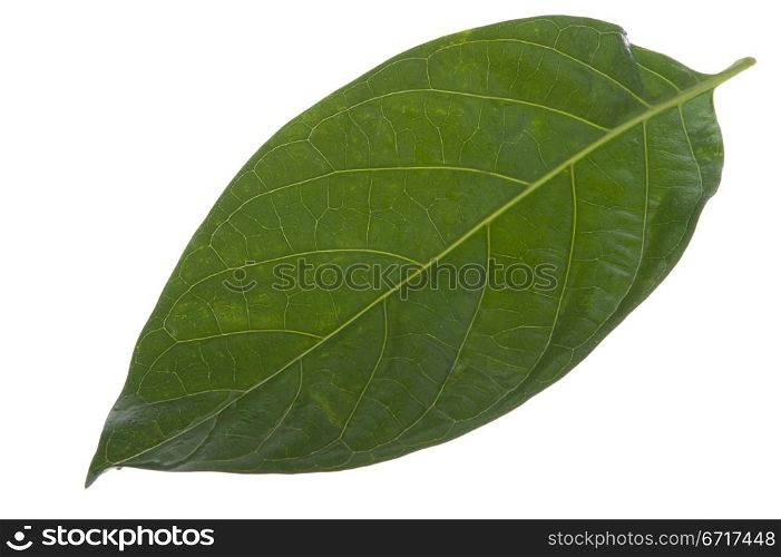 morinda citrifolia leaf on white background