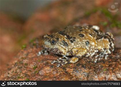 Mormorata Species, Uperodon mormorata ?, Frog, Amboli, Maharashtra, India