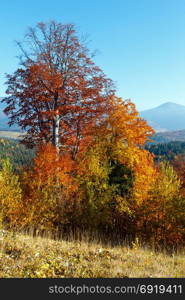 Morning autumn slopes (with colorful trees) of Carpathians (Yablunytskyj Pass, Ivano-Frankivsk oblast, Ukraine). View on Gorgany mountain range.