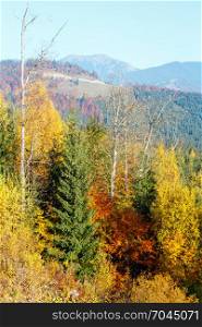 Morning autumn slopes (with colorful trees) of Carpathians (Yablunytskyj Pass, Ivano-Frankivsk oblast, Ukraine). View on Gorgany mountain range.