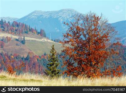 Morning autumn slopes (with colorful trees) of Carpathians (Yablunytskyj Pass, Ivano-Frankivsk oblast, Ukraine). View on Gorgany mountain range.