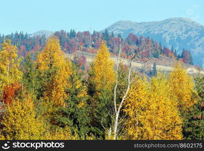 Morning autumn slopes  with colorful trees  of Carpathians  Yablunytskyj Pass, Ivano-Frankivsk oblast, Ukraine . View on Gorgany mountain range.