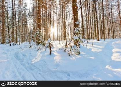 morning bright sun in the winter forest