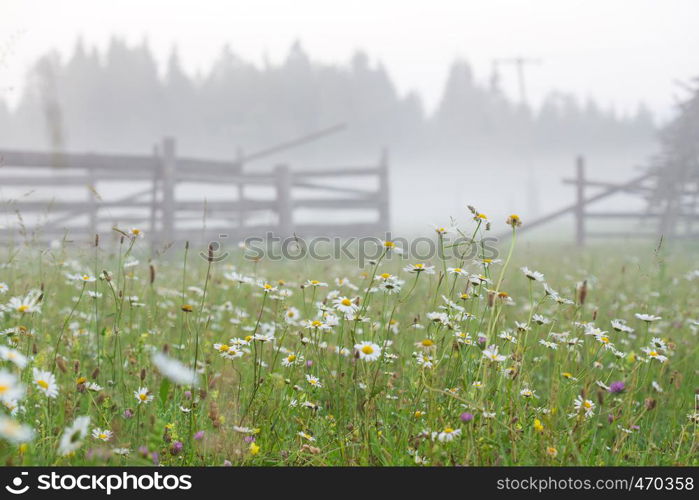 morning daisies with fog at blurred forest at background