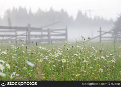 morning daisies with fog at blurred forest at background
