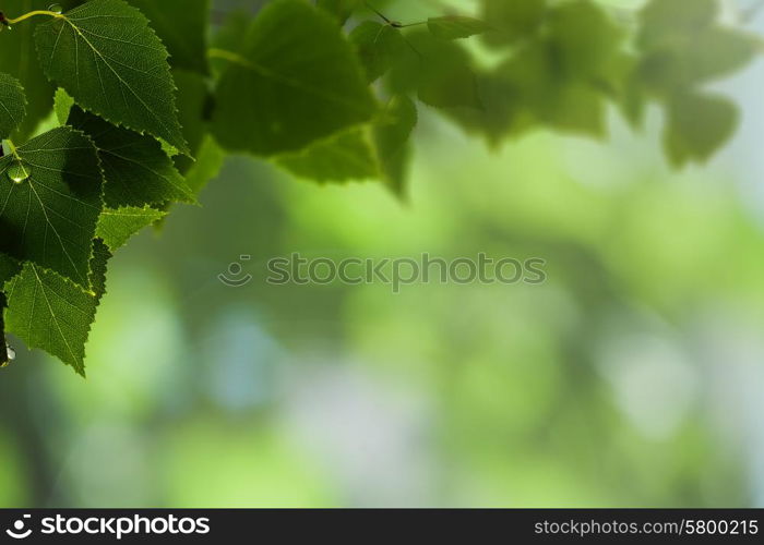 Morning dew. Abstract natural backgrounds with birch foliage and beauty bokeh