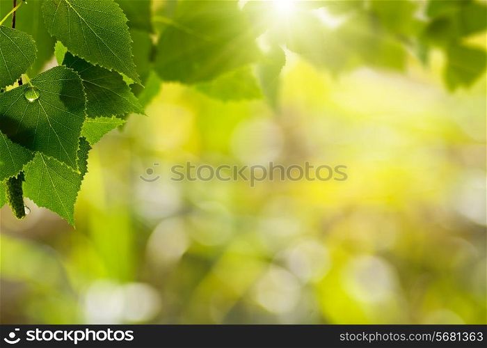 Morning dew, abstract natural backgrounds with summer forest