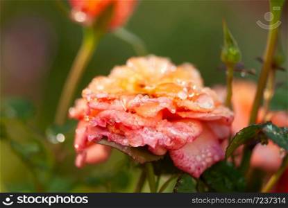 Morning dew drops rest on the delicate petals of a orange and pink rose flower. . Dew Drops On Rose Petals