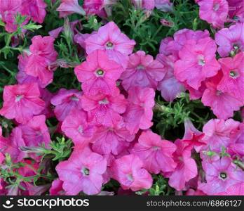 Morning Dew on Pink flowers in filled frame format