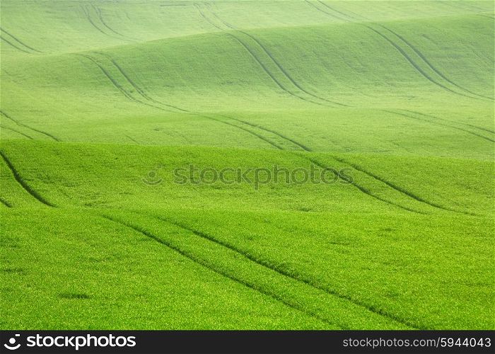 Morning dew on the field waves, South Moravia, Czech Republic