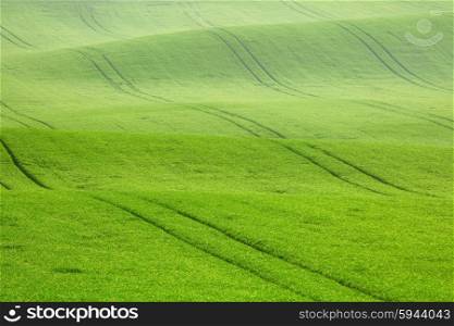 Morning dew on the field waves, South Moravia, Czech Republic