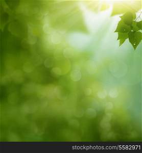 Morning dew on the summer foliage, environmental backgrounds